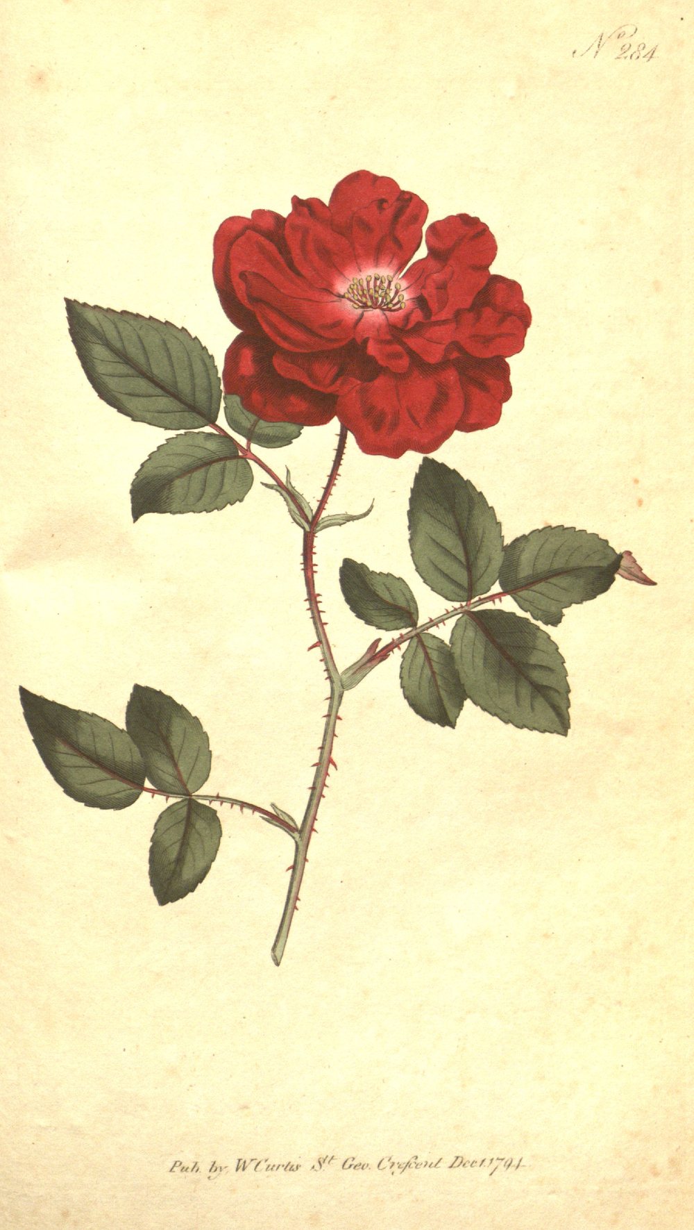 China rose (Rosa semperflorens), hand-coloured engraving from Curtis's Botanical Magazine, plate 284, 1794